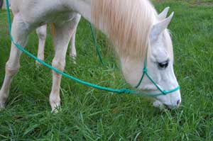 natural horsemanship rope halter and lead rope on horse grazing