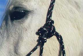 Example of Knot on Horse