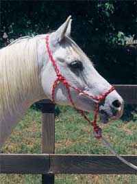 Off-Side Rope Halter on a Horse