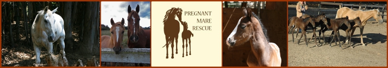 Pregnant Mare Rescue Logo